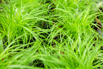 Cyperus Zamula plants in the garden