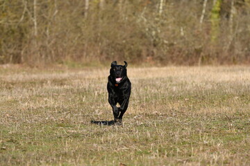 Beautiful black, shiny-haired Labrador dog in early morning light, quickly running through nature looking at the lens.