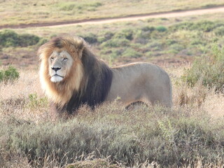 garden route game reserve