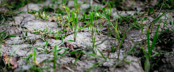 Saplings that grow from grain fall shortly after harvesting season. Fertile soil. Young plants on ground.