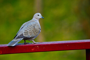 A dove standing on a bridge