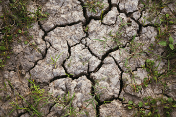 Cracked ground background, dry soil from dehydration and hot weather, very small grasses on ground trying to survive.