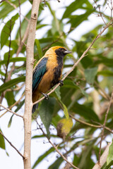 Bird from Brazil. The Burnished-buff Tanager also know as Saira perched on a branch. Species Tangara cayana also known as Saira-amarela. Birdwatching. Birding.