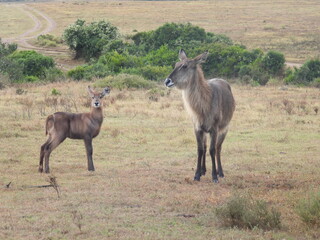 garden route game lodge 