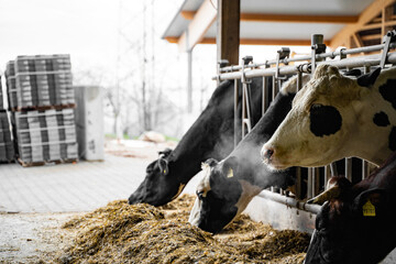 Mature and young clean black colored cows with white spots, with yellow tag on ears calmly eat hay...