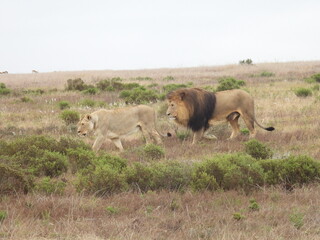 garden route game lodge 