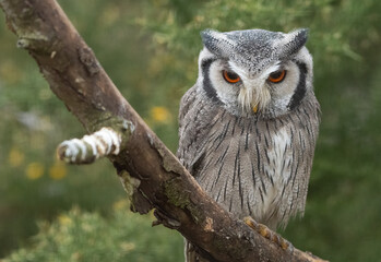 Northern white faced owl (Ptilopsis leucotis) perches in a tree. Beautiful owl portrait.