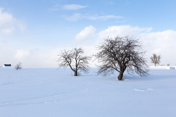 Bare trees and small shed in pristine snowy field against light white clouds and blue sky seen during a winter afternoon, Quebec City, Quebec, Canada