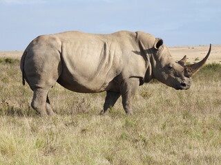 Obraz premium garden route game lodge 