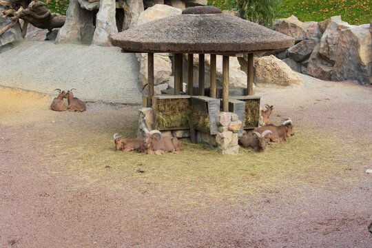 Mountain goats in Kharkiv Zoo, Ukraine. The photo was taken on October 12, 2021 at the Kharkiv Zoo, Sumska St., 35 Kharkiv, Ukraine.