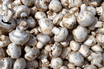 There are a lot of cultivated mushrooms. close-up look at these white mushrooms.