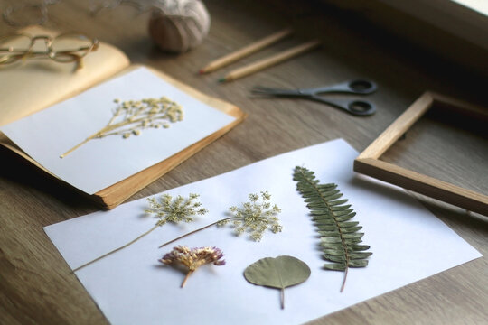Old book, papers, various pressed flowers, eyeglasses, scissors, pencils and rope on wooden desk. Crafting and making herbarium at home. Selective focus.