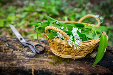 Picking Wild Garlic (allium ursinum) in woodland. Harvesting Ramson leaves herb into basket