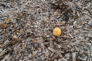 Playa Es Trenc Mallorca Spanien