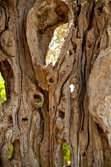 Holz, Baum, Umwelt, Natur, Textur, Struktu