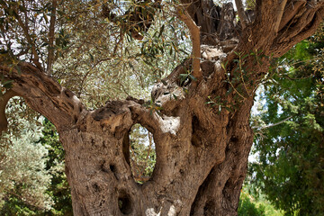 Holz, Baum, Umwelt, Natur, Textur, Struktu