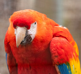 Naklejka premium Scarlet macaw (Ara macao) closeup portrait. Beautiful American parrot species.