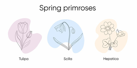 .Drawing of spring primroses. Vector isolated flowers. Doodles