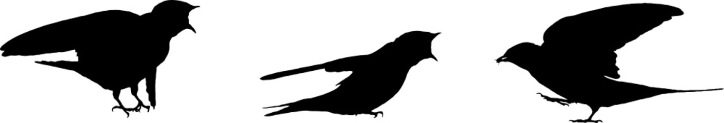 Hirondelle rustique, oiseau en silhouette jeune au printemps. Noir sur fond transparent  © Thierry