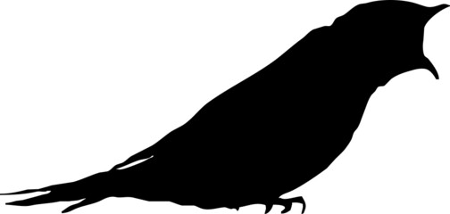 Hirondelle rustique, oiseau en silhouette jeune au printemps. Noir sur fond transparent 