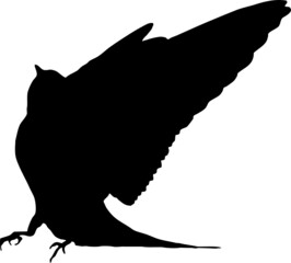 Hirondelle rustique, oiseau en silhouette jeune au printemps. Noir sur fond transparent  © Thierry