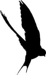 Hirondelle rustique, oiseau en silhouette jeune au printemps. Noir sur fond transparent  © Thierry