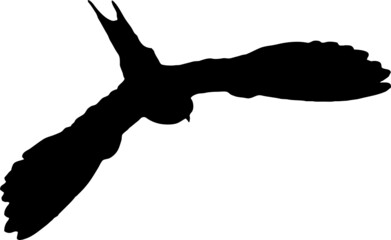 Hirondelle rustique, oiseau en silhouette jeune au printemps. Noir sur fond transparent  © Thierry