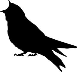 Hirondelle rustique, oiseau en silhouette jeune au printemps. Noir sur fond transparent  © Thierry