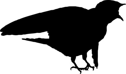 Hirondelle rustique, oiseau en silhouette jeune au printemps. Noir sur fond transparent  © Thierry
