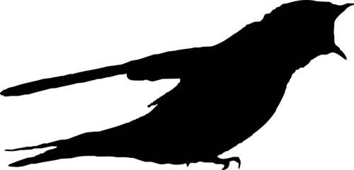 Hirondelle rustique, oiseau en silhouette jeune au printemps. Noir sur fond transparent  © Thierry