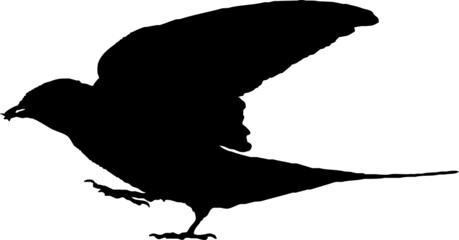 Hirondelle rustique, oiseau en silhouette jeune au printemps. Noir sur fond transparent  © Thierry