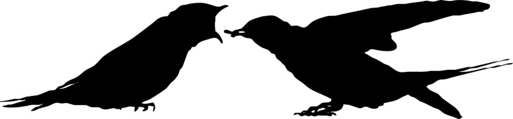 Hirondelle rustique, oiseau en silhouette jeune au printemps. Noir sur fond transparent  © Thierry