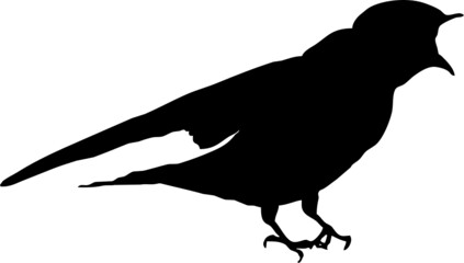 Hirondelle rustique, oiseau en silhouette jeune au printemps. Noir sur fond transparent  © Thierry