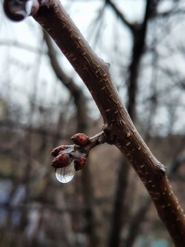 Drop of water after rain on a branch with selective focus. Tree in spring with copy space.