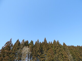 早春の杉林
