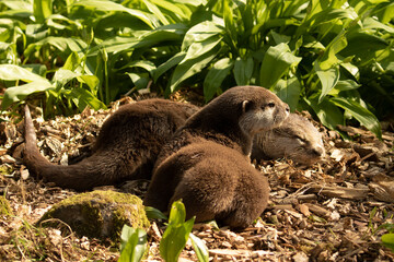 Two Asian small-clawed Otter, Aonyx cinereus, on woodland path with natural background