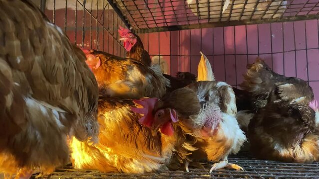 Layer chicken poultry in a cage for sell in a market, meat production demand