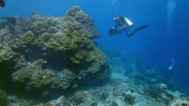 scuba divers swimming past a huge hard coral formation during a safety stop