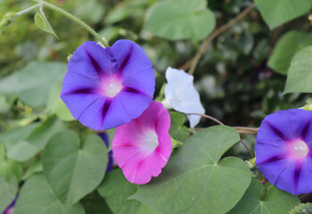 Closeup morning glory flower in a garden. Ipomoea purpurea, the common morning-glory, tall morning-glory, or purple morning glory. The flowers predominantly blue to purple or white.