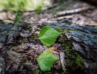 leaf in the forest