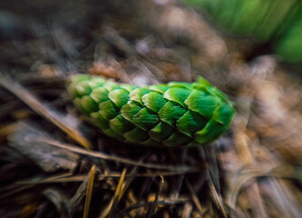 close up of a green fern