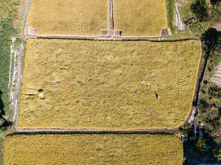 Japanese rice field in a rural area