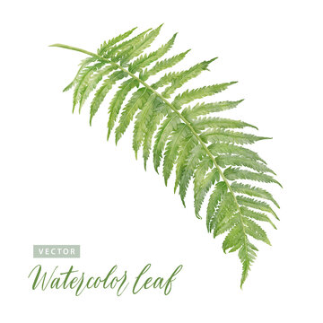 Digital Watercolor Painting Tree Fern Leaves