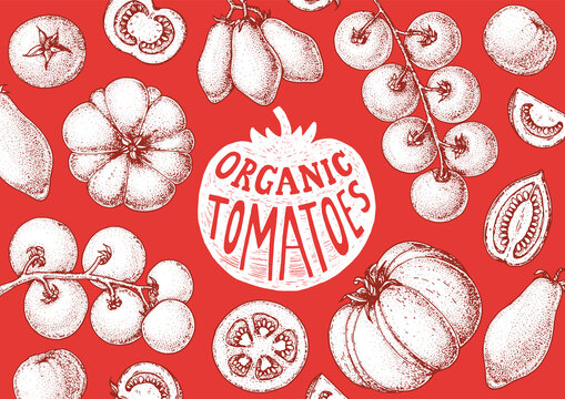 Tomatoes sketch hand drawn illustration. Organic tomato design template. Vector illustration. Healthy food frame. Ketchup package design elements. Tomato vegetable.