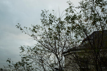 Trees and buildings under cloudy sky