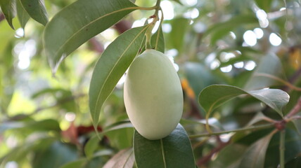 Unripe Marian plum on its tree with leaves