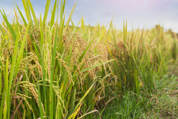 Rice field with golden ear of rice ready for harvest.