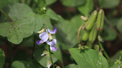 Evergreen plant and its purple flower. In the dim background