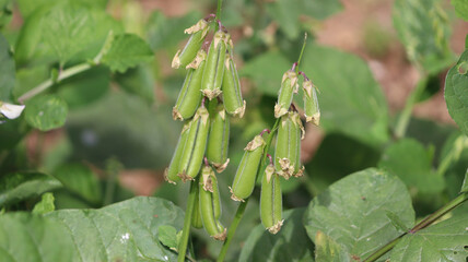 Green evergreen plant and its pods. In the dim background