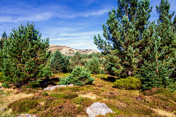 Fototapeta na wymiar Coniferus on Urbion Peaks. Soria. Spain. Europe.